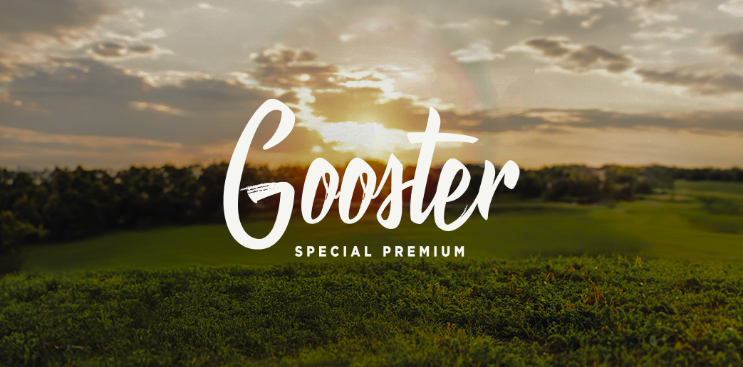 Gooster site optimization preview on mobile and desktop