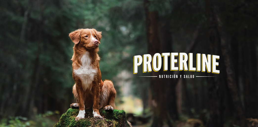 Proterline landing page preview showing high-speed performance and responsive layout